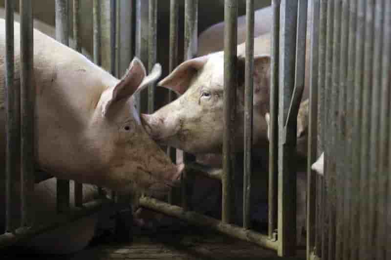 Casino, intermarche et leclerc soutiennent les producteurs de porc