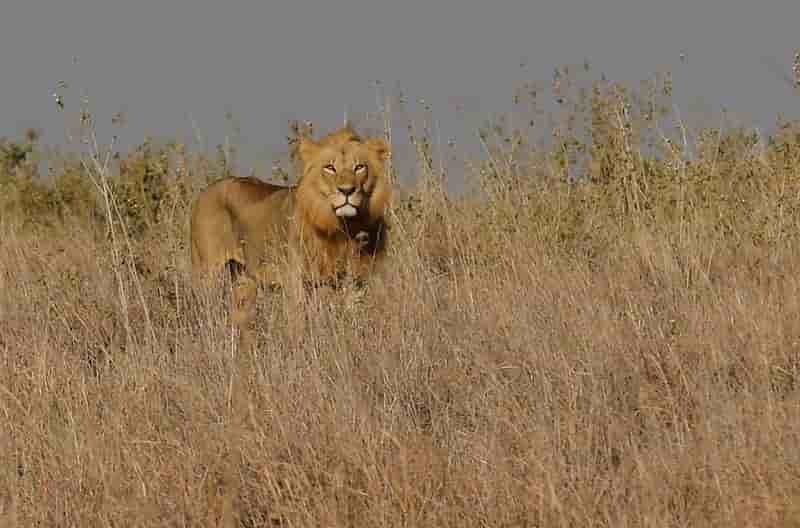 Cinq lions s'echappent du parc kruger en afrique du sud