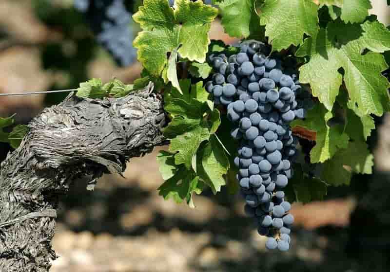 Dans le Bordelais, tout le monde peut créer son propre vin