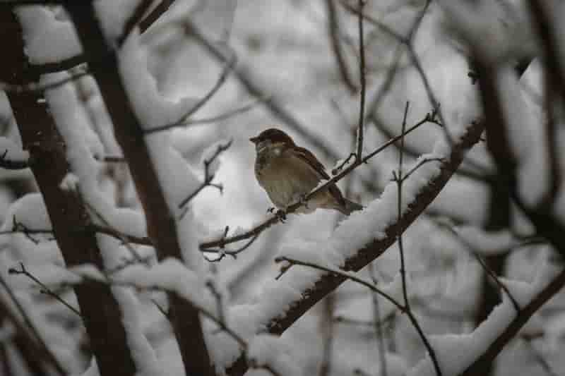 Les oiseaux disparaissent dans les campagnes francaises