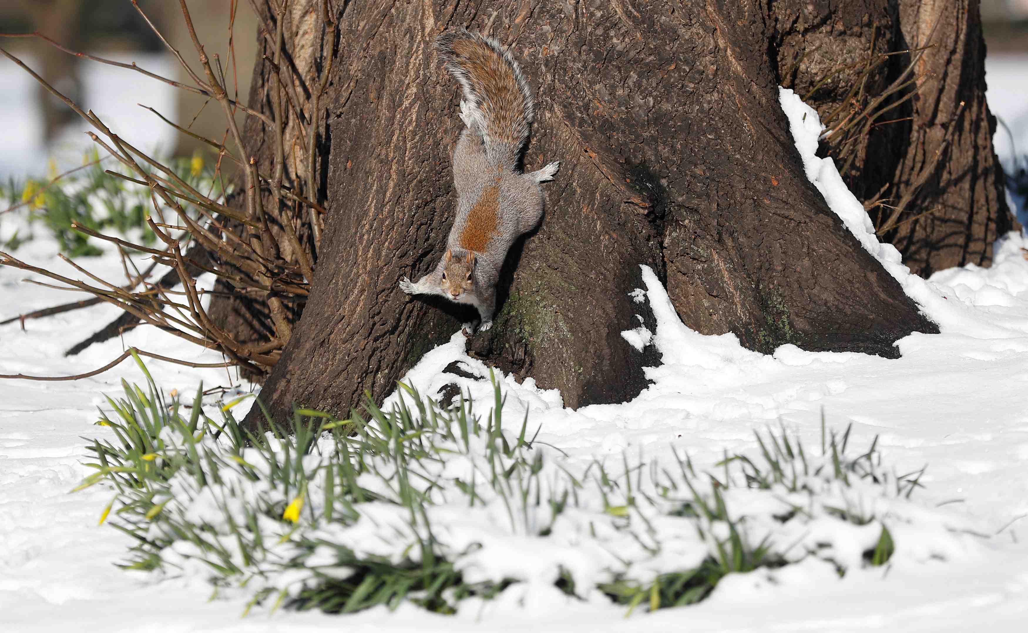Une bonne partie des iles britanniques sous la neige