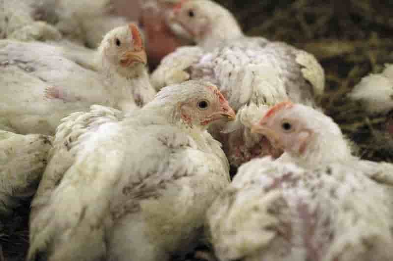 Nouveaux cas de grippe aviaire dans des elevages de dordogne et des landes