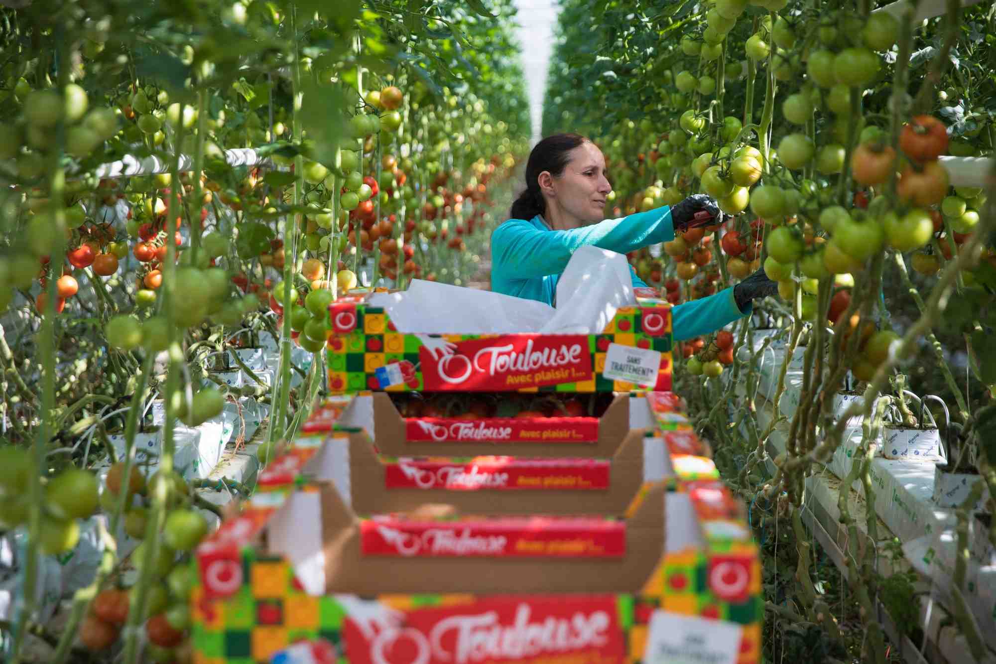 La culture de tomates sous serre et hors-sol, un modèle ultratechnologique et ultraproductiviste.