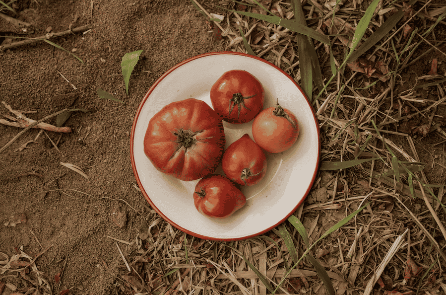 Tomates Provence