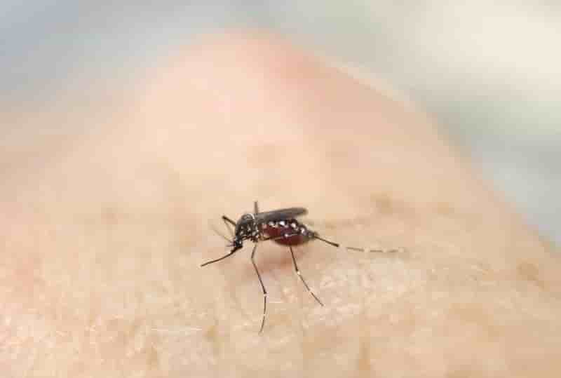Espoir d'un vaccin contre le virus zika d'ici la fin de l'annee