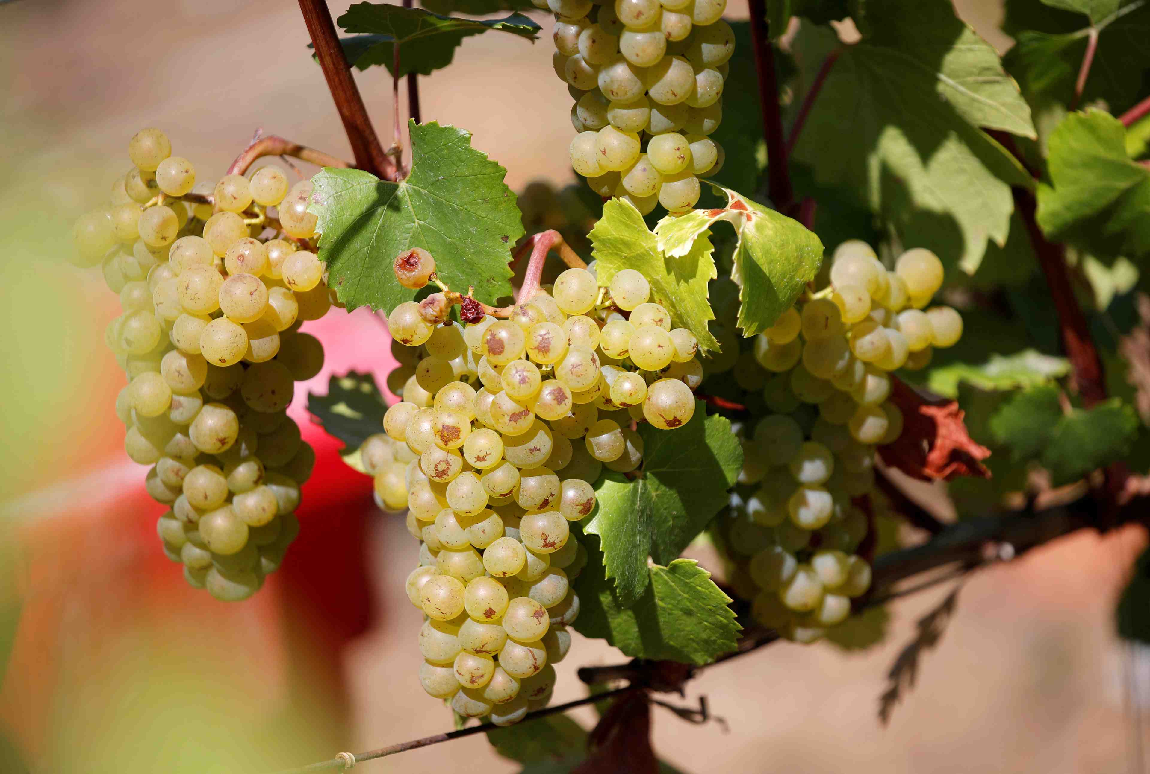 La production de vin en france rebondit apres une mauvaise annee 2019