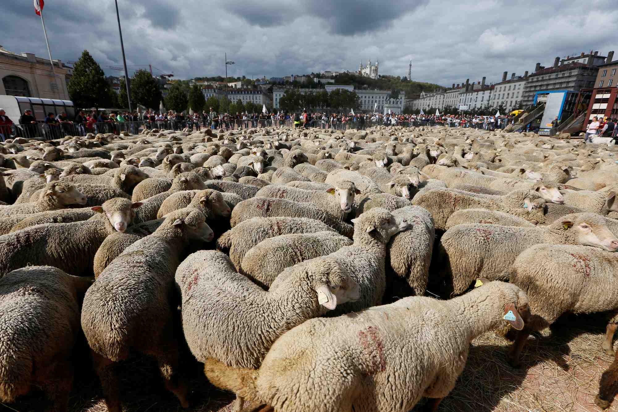 Un millier d'eleveurs et leurs brebis contre le loup a lyon
