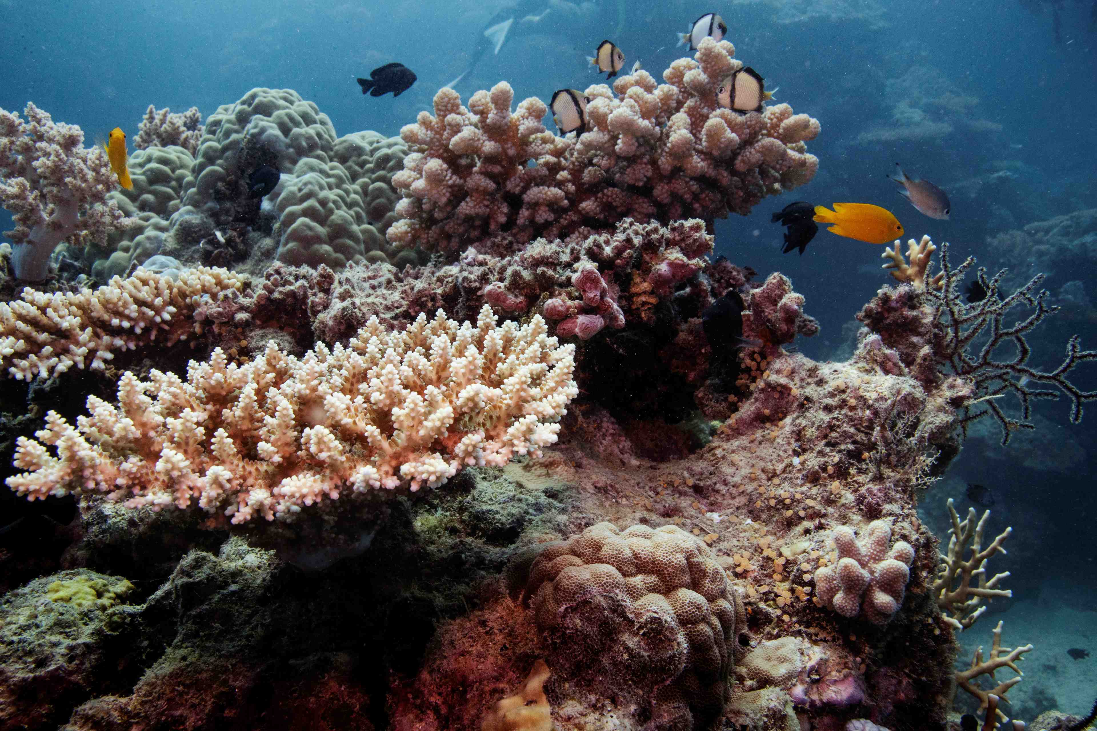 L'unesco renonce a inscrire la grande barriere de corail sur sa liste des sites en peril