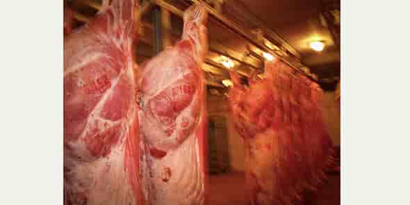 L'abattoir de Quillan, dans l'Aude, tient sur une microfilière viande encore fragile.