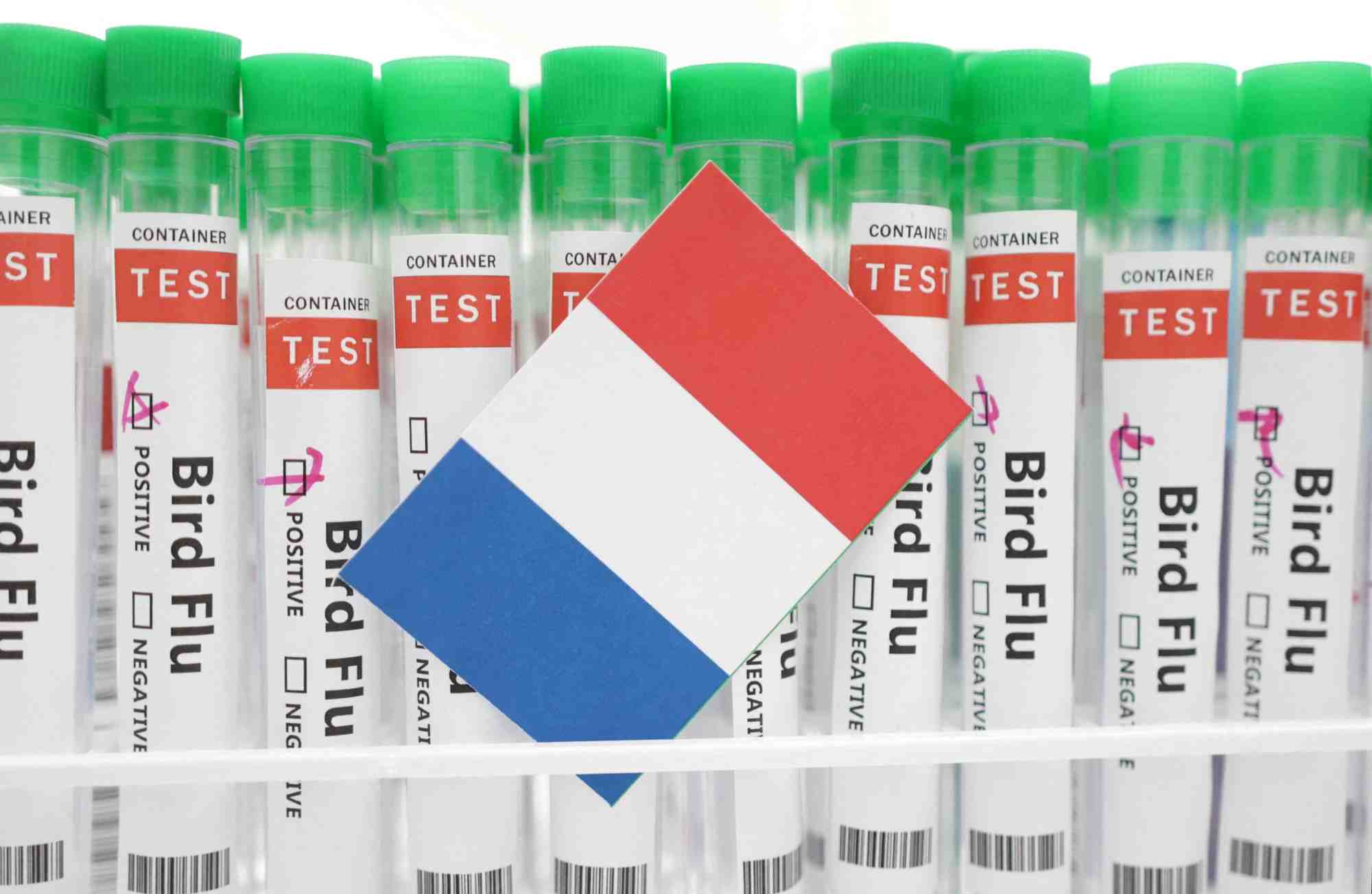 Des tubes a essai etiquetes "grippe aviaire" et un bout de papier aux couleurs du drapeau national francais