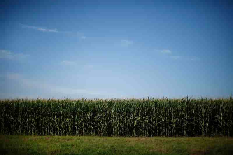 Les Verts proposent d'interdire tous les OGM en France