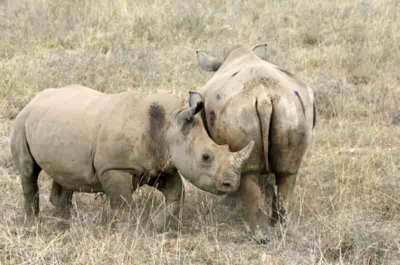 Sigfox connecte les rhinoceros d’afrique pour mieux les proteger
