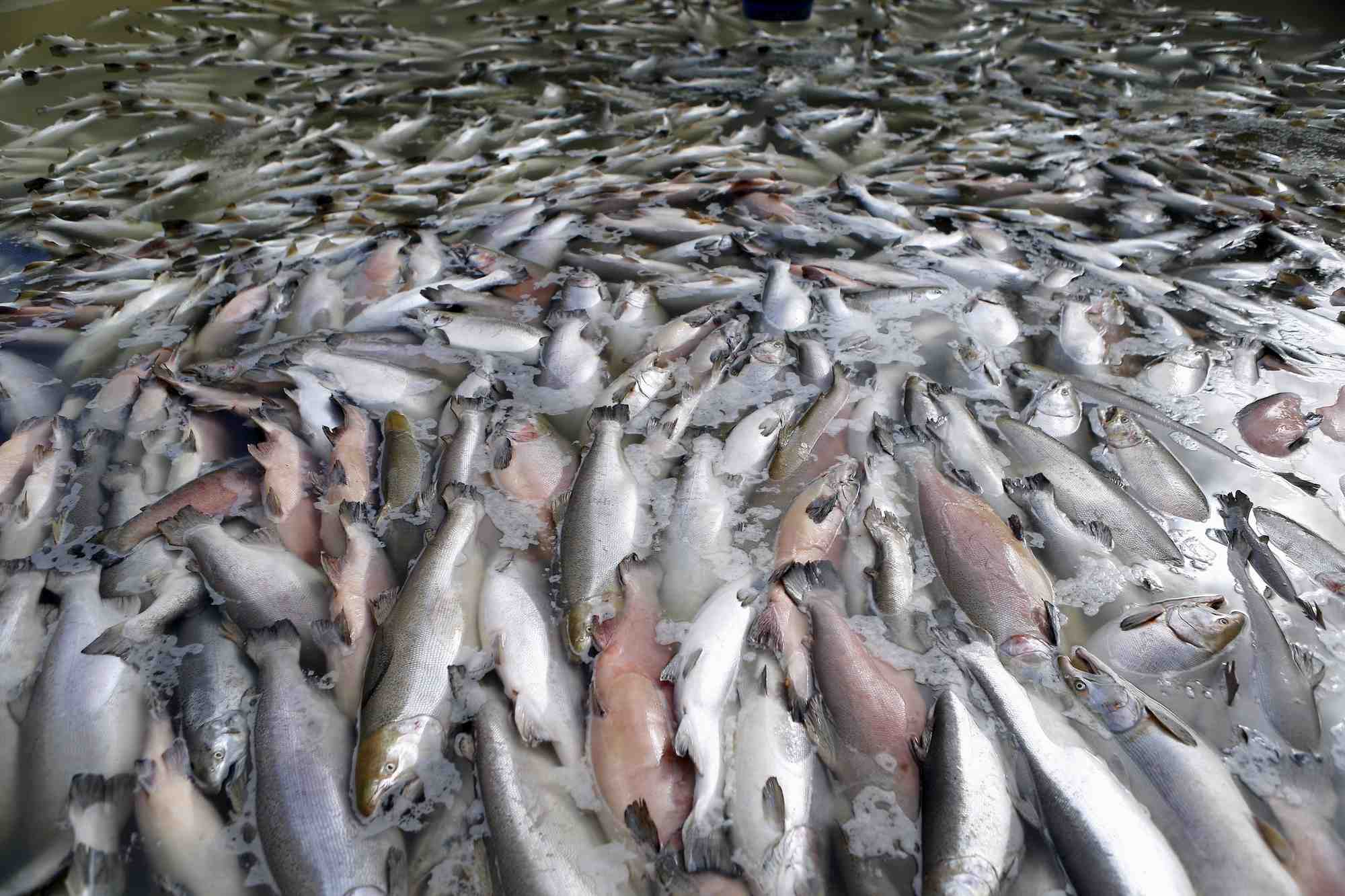 Saumon, poisson, algue toxique, Norvège,