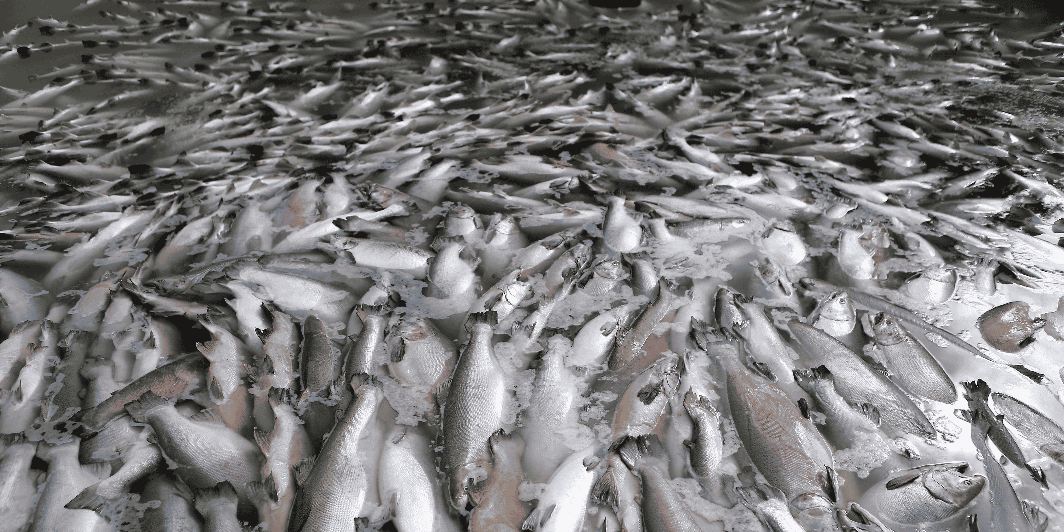 Saumon, poisson, algue toxique, Norvège,