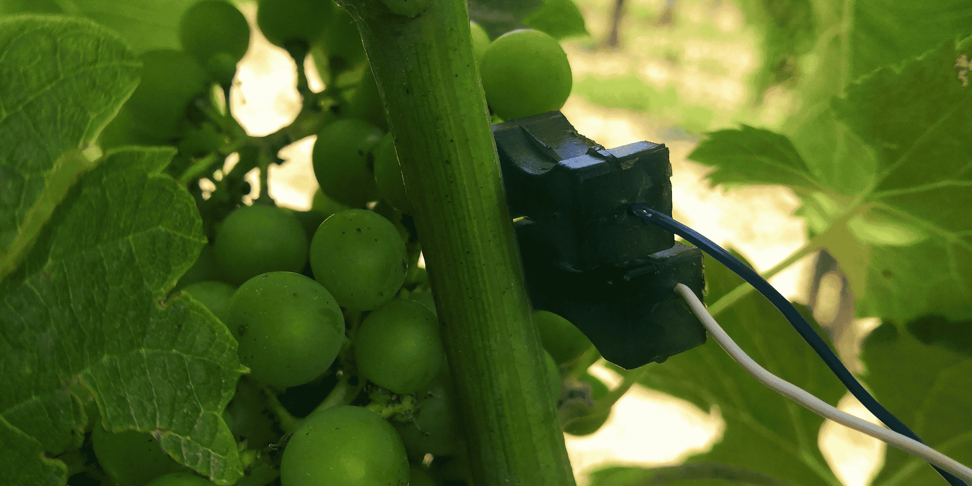 Cette année, 250 parcelles ont été équipées en capteurs ce qui permet aux vignerons de suivre l'état de la vigne en temps réel.