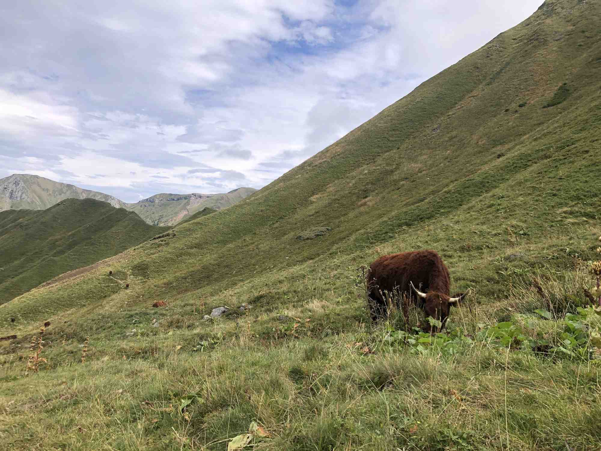 Dans le département du Cantal, 95% des surfaces agricoles sont dédiées à l'élevage. Le département est d'ailleurs le deuxième de France en nombre de vaches par habitant (3,11) selon l'Insee.