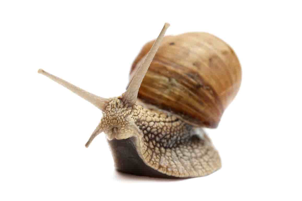 escargot