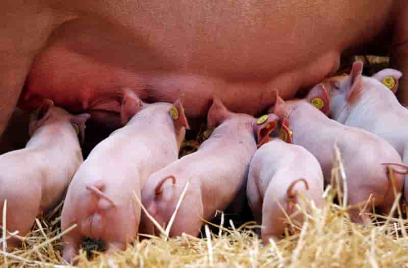 De nouvelles aides pour la filiere porcine bretonne