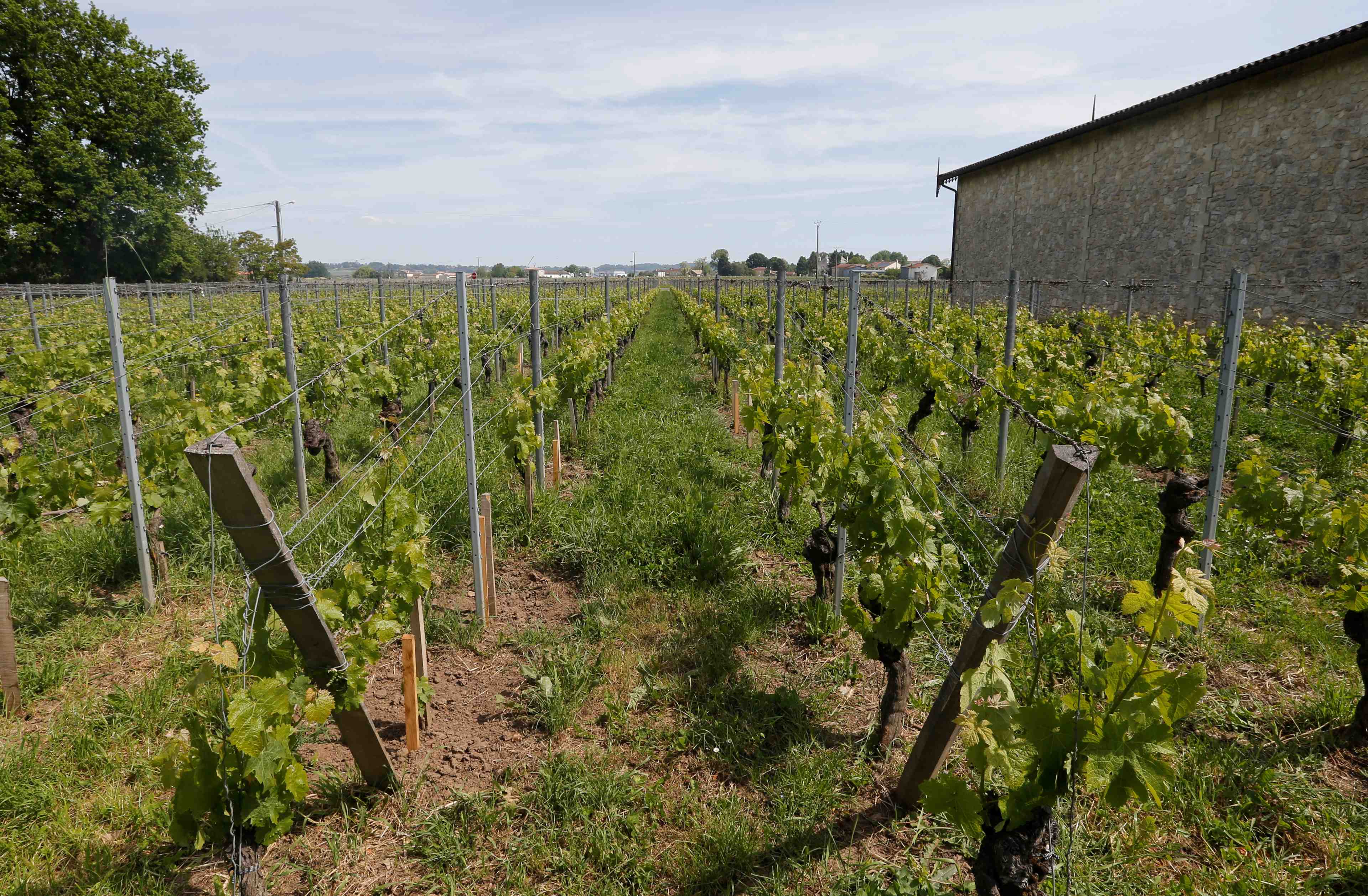 France: 30 millions d'euros supplementaires pour la filiere viticole