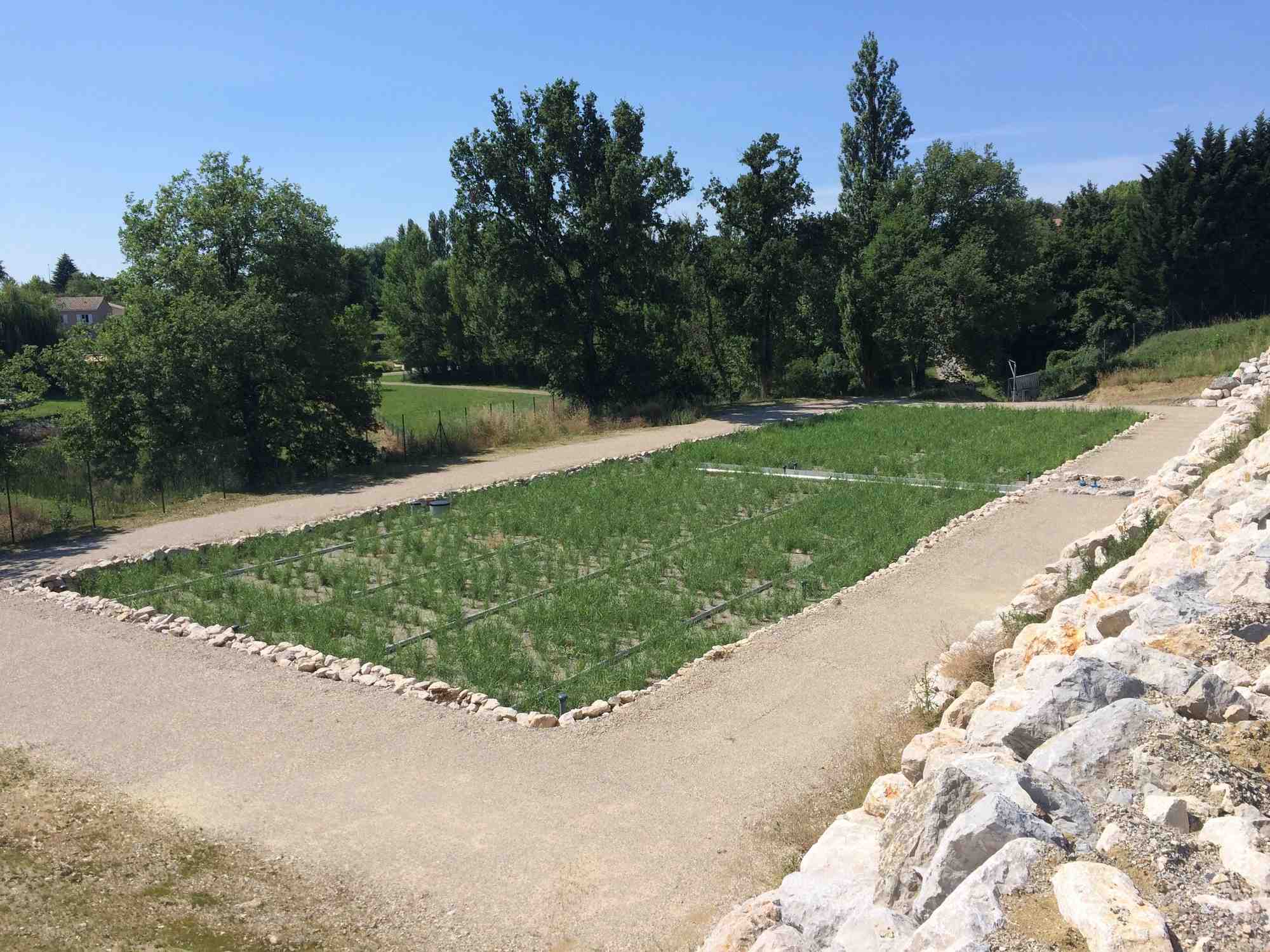 Après la plantation, les roseaux de la nouvelle station d'épuration naturelle de Bohal en Morbihan vont pousser pour assainir les eaux usées de la commune.