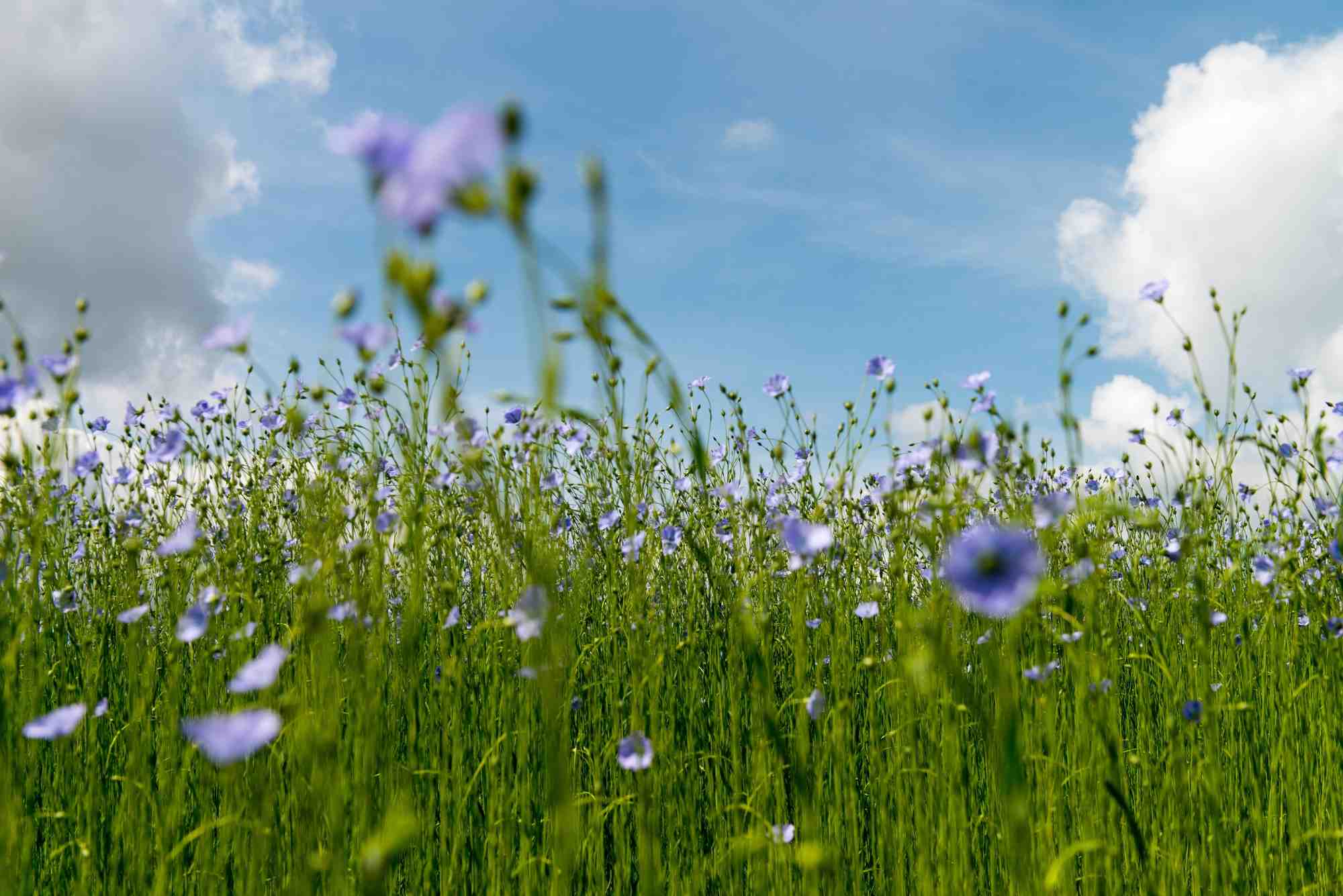 200.000 hectares de lin ont été plantés en Europe en 2024 dont plus des trois quarts en France. Un record.