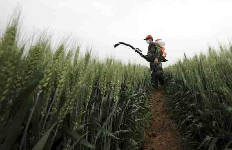 La pollution des terres agricoles s'aggrave en chine