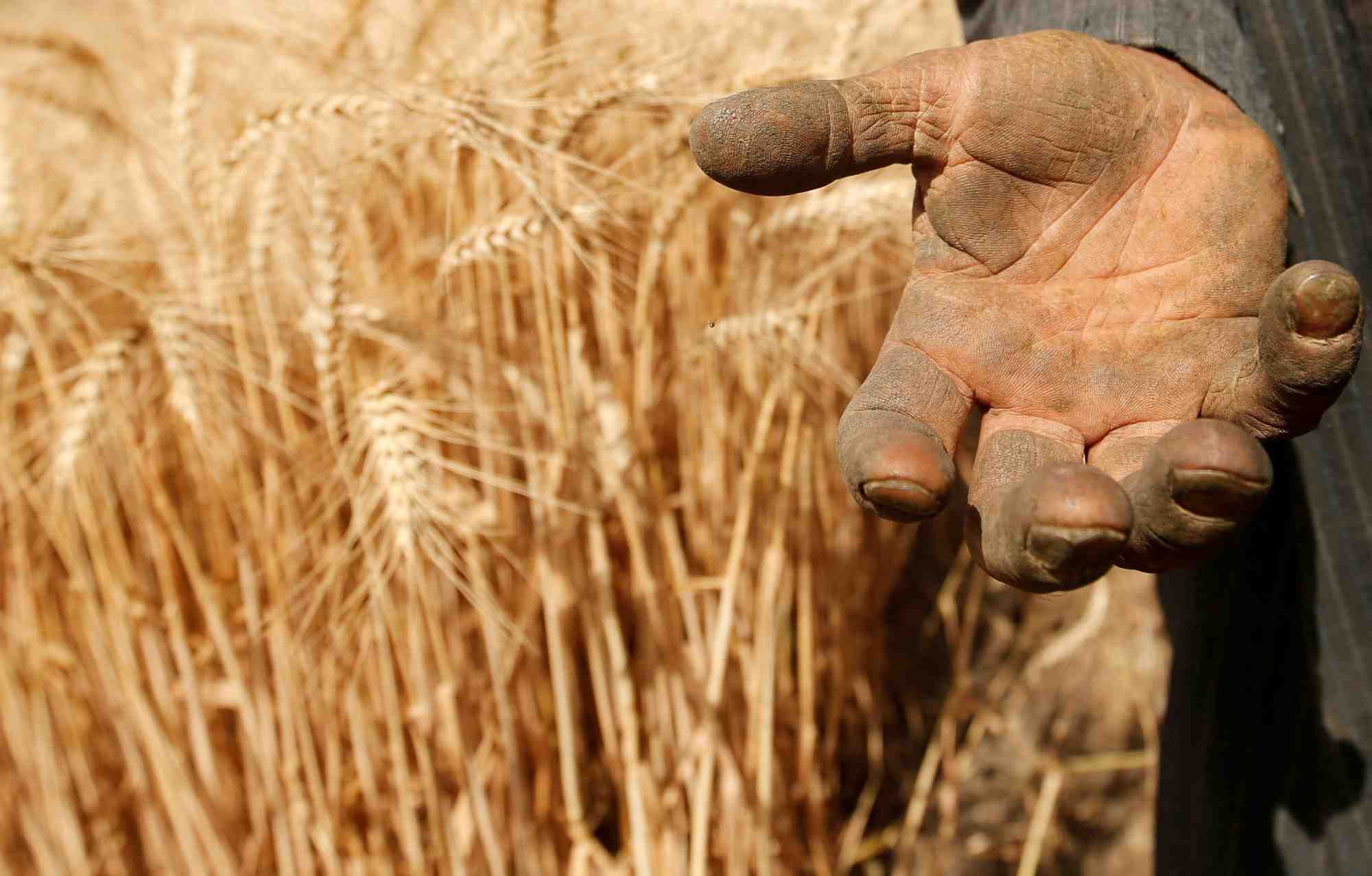 Les prix alimentaires mondiaux au plus haut depuis 10 ans, selon la fao