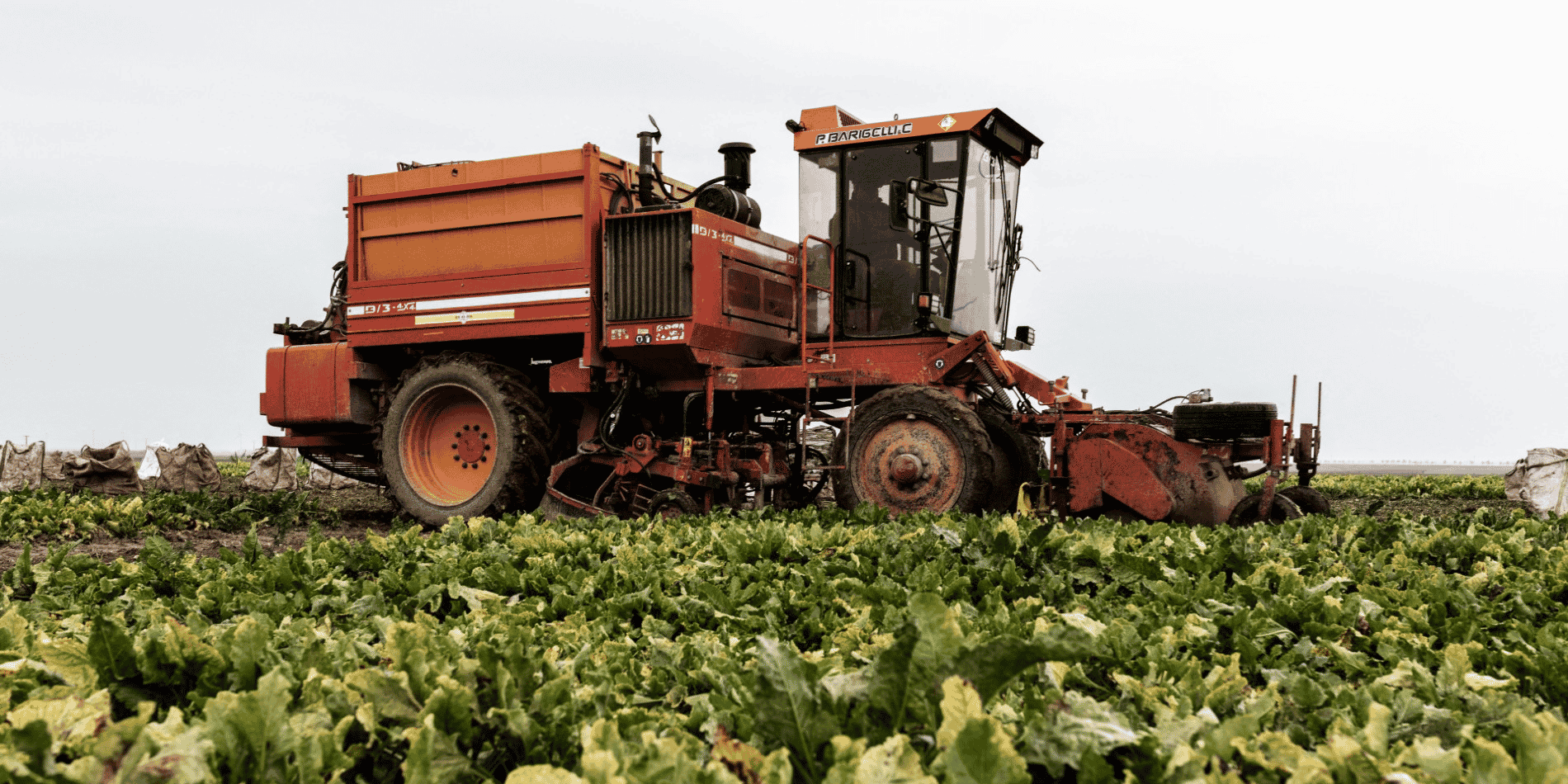 agriculture betteraves néonicotinoïdes