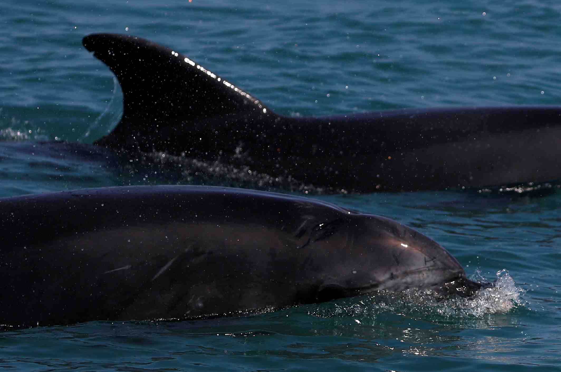 Echouage record de dauphins sur les cotes francaises