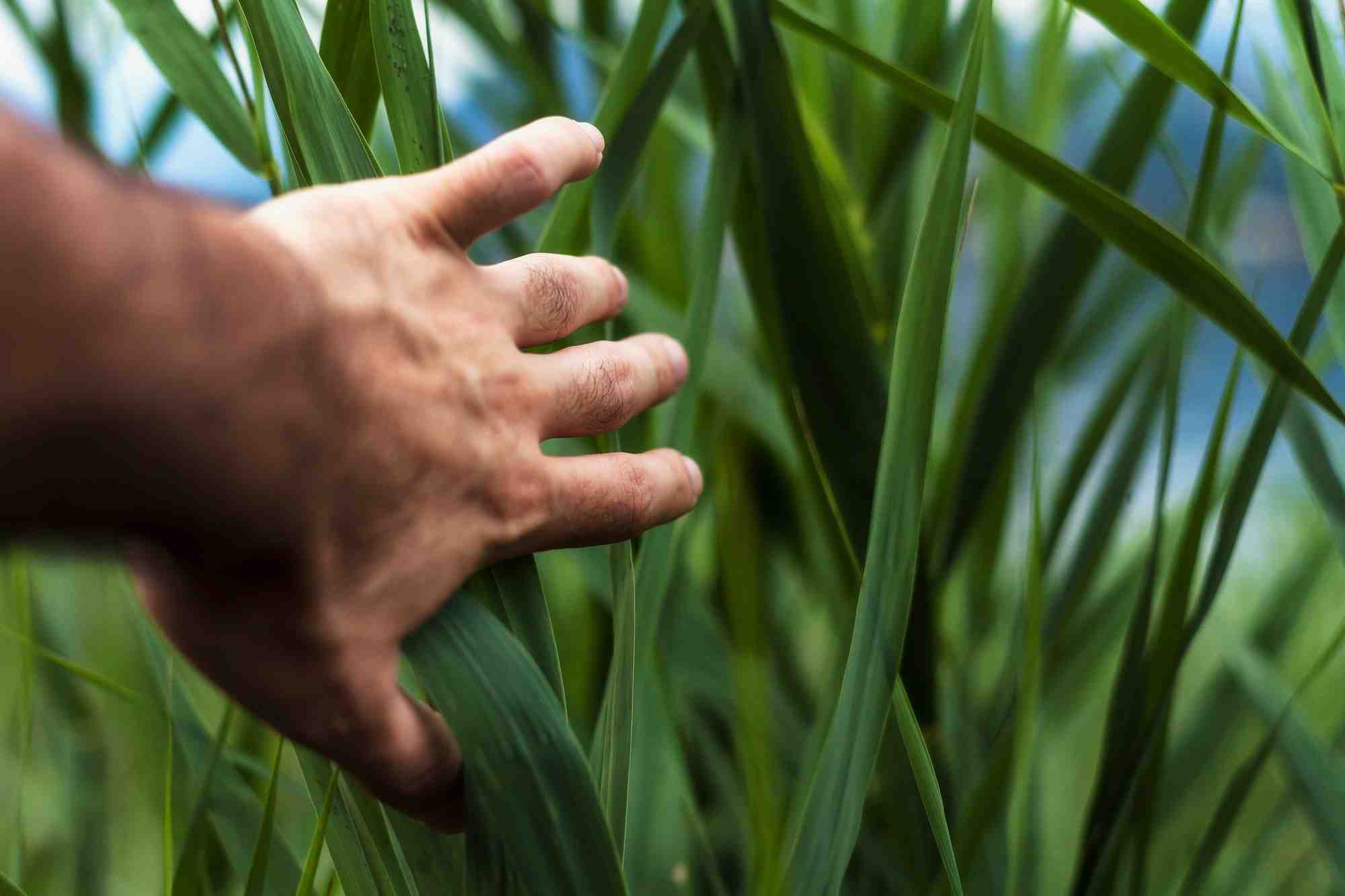 Agriculture