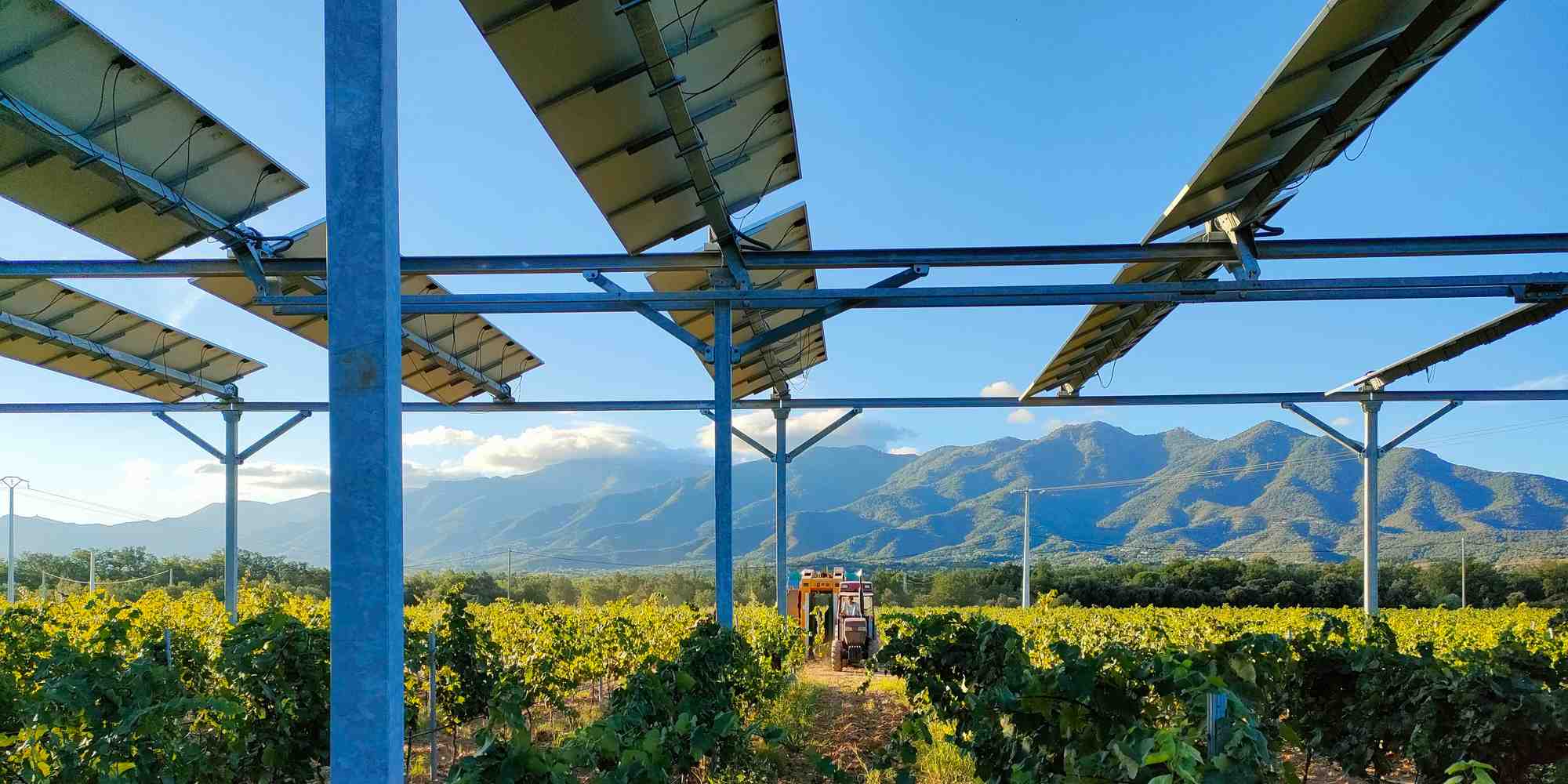Une installation agrivoltaïque sur des parcelles de vignes dans les Pyrénées-Orientales.