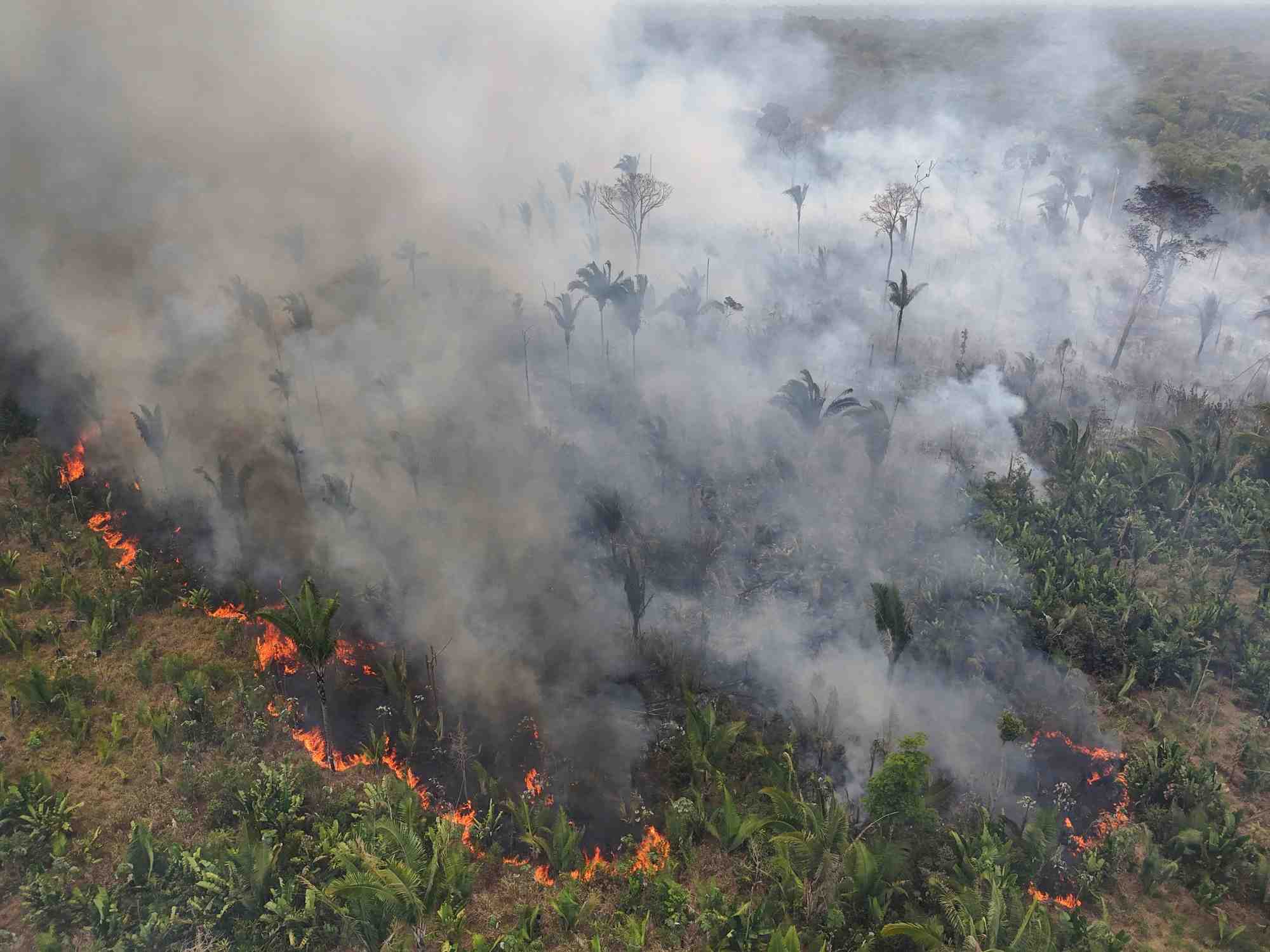 Des incendies de foret en amazonie, au bresil