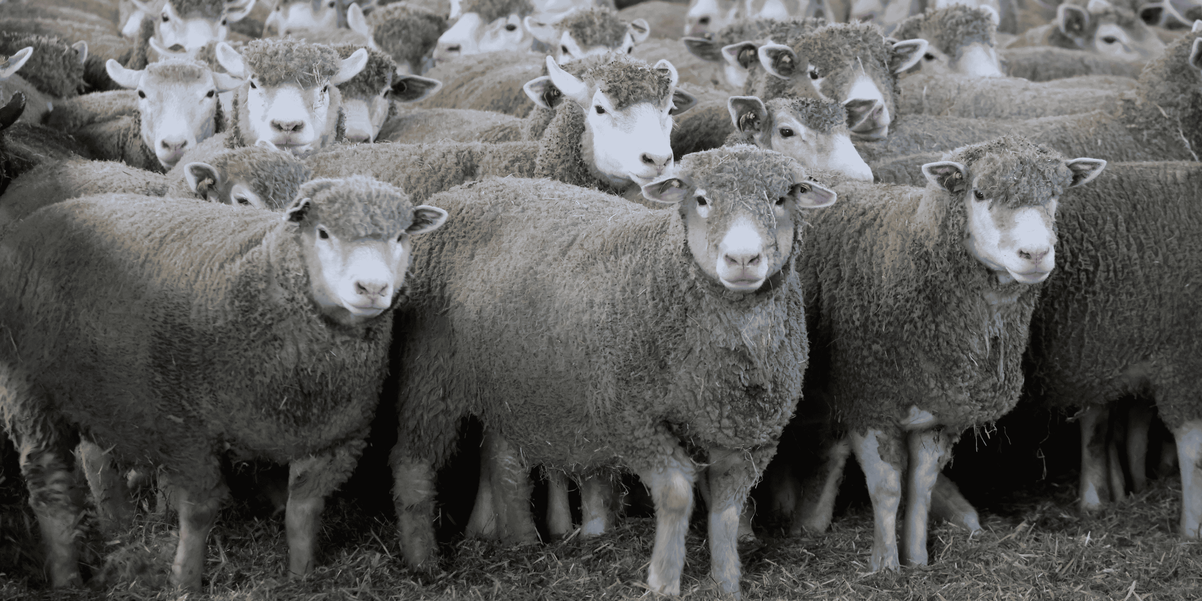 Un troupeau de moutons
