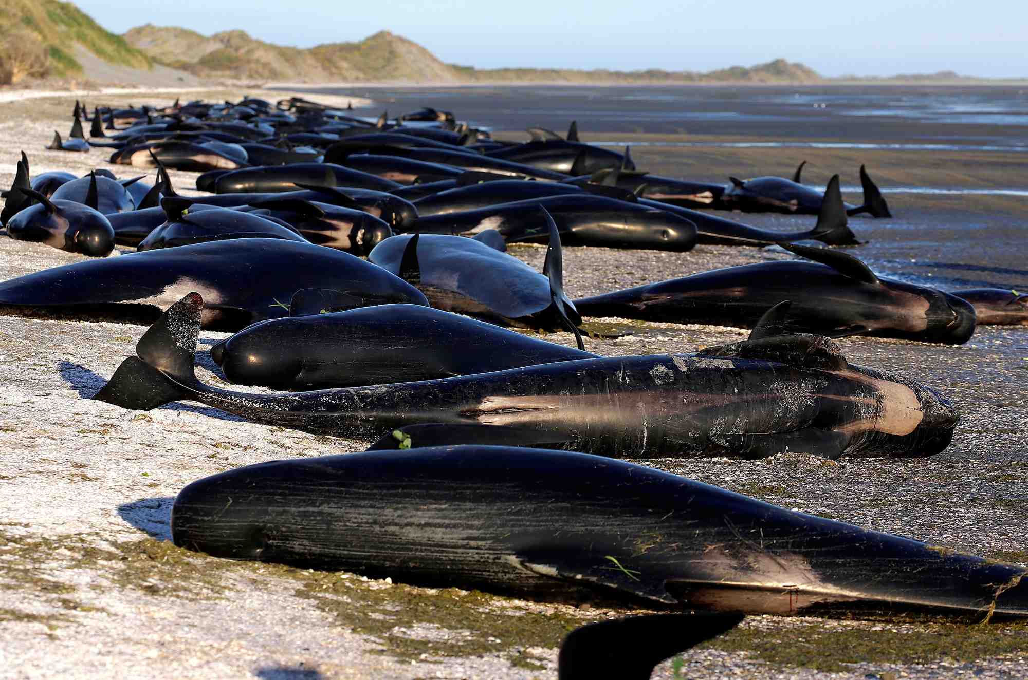 Photo d'archives de baleines-pilotes echouees a golden bay, en nouvelle-zelande