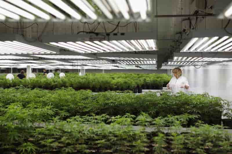 Le bundestag autorise l'usage therapeutique du cannabis