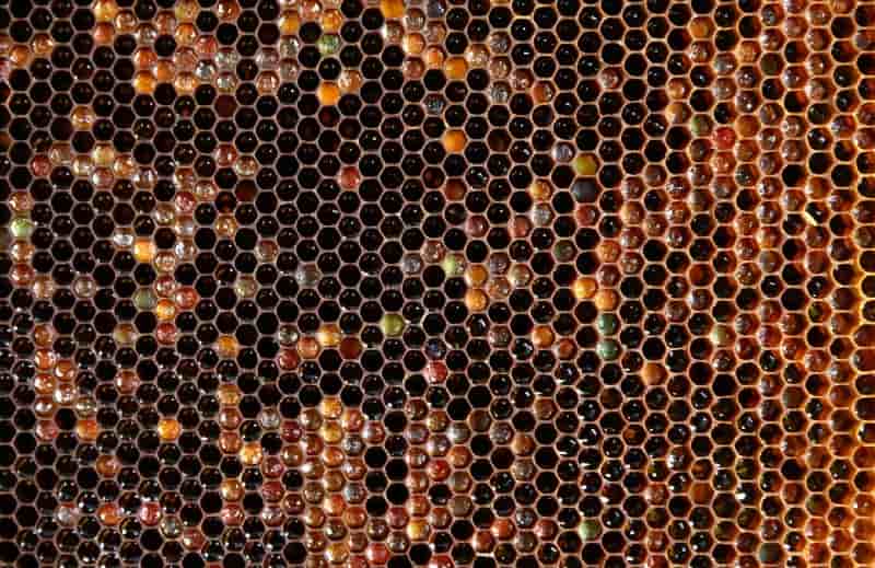 Suspension de deux pesticides presumes tueurs d'abeilles