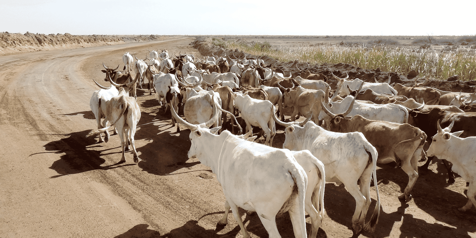 senegal elevage