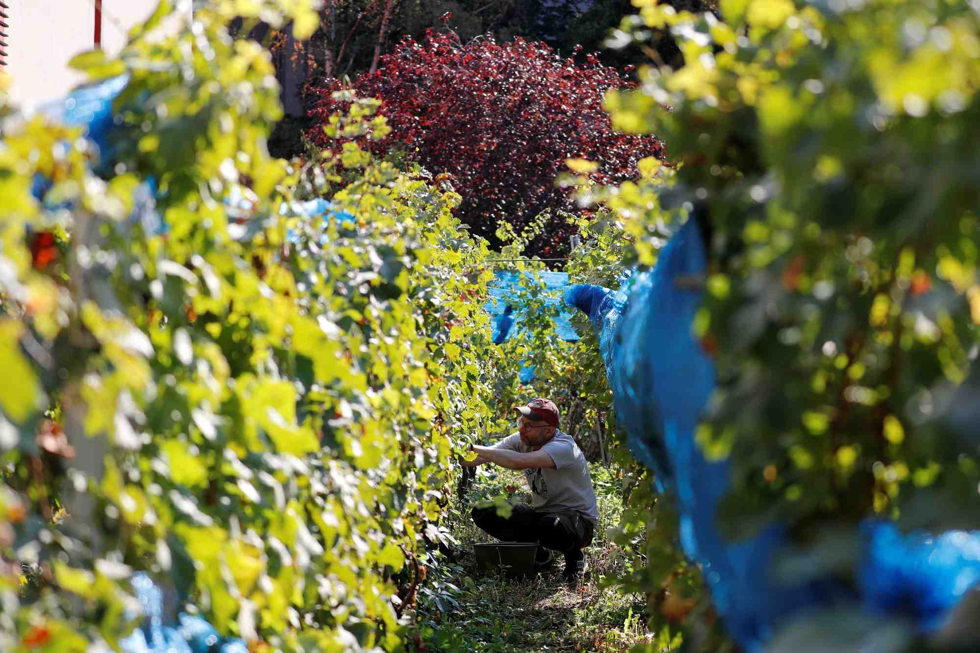 La production mondiale de vin attendue a un plus bas historique