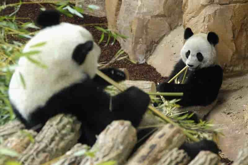 Des pandas jumeaux attendus a beauval sous l'oeil chinois