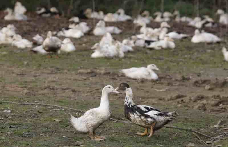 La chine fait etat d'une forme plus aigue de grippe aviaire