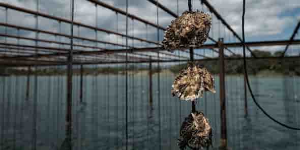 Conchyliculture : l’élevage sur cordes et sur tables des huitres et moules