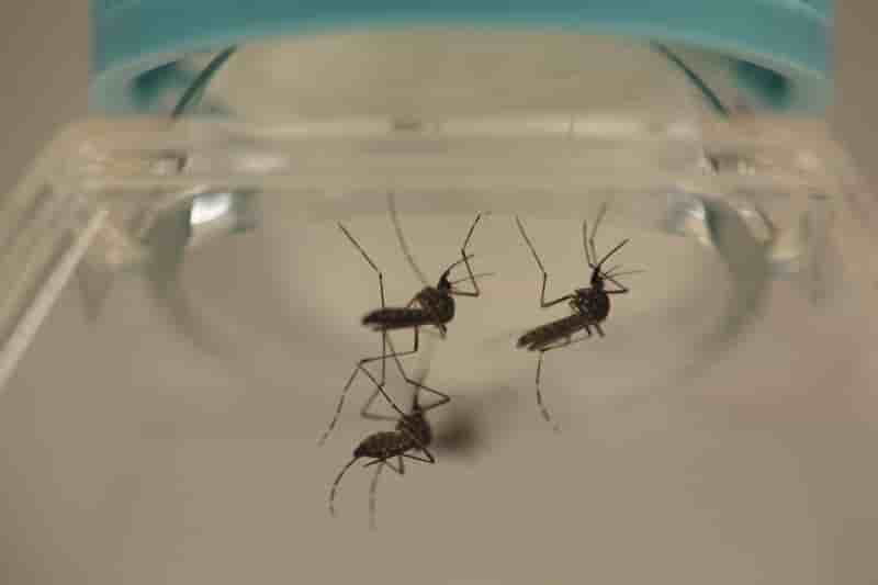 Le vietnam signale ses deux premiers premiers cas de malades du virus zika