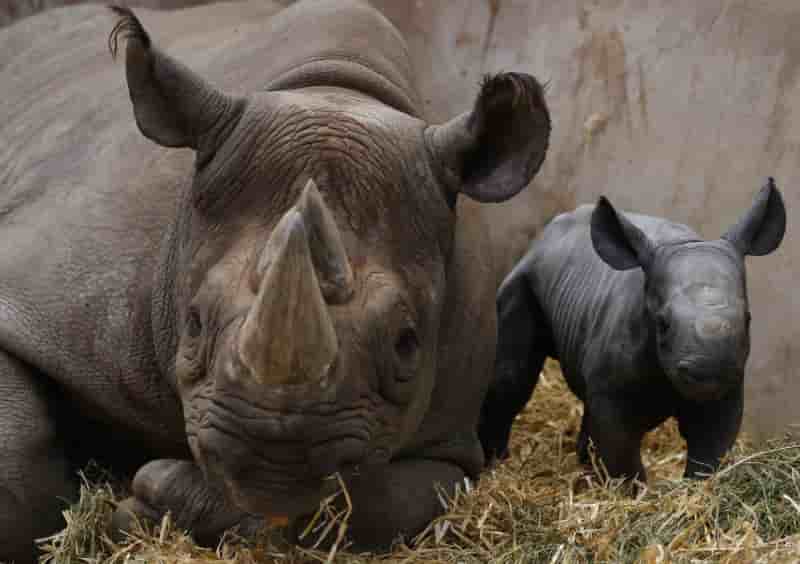 L'afrique du sud va reintroduire le rhinoceros noir au tchad