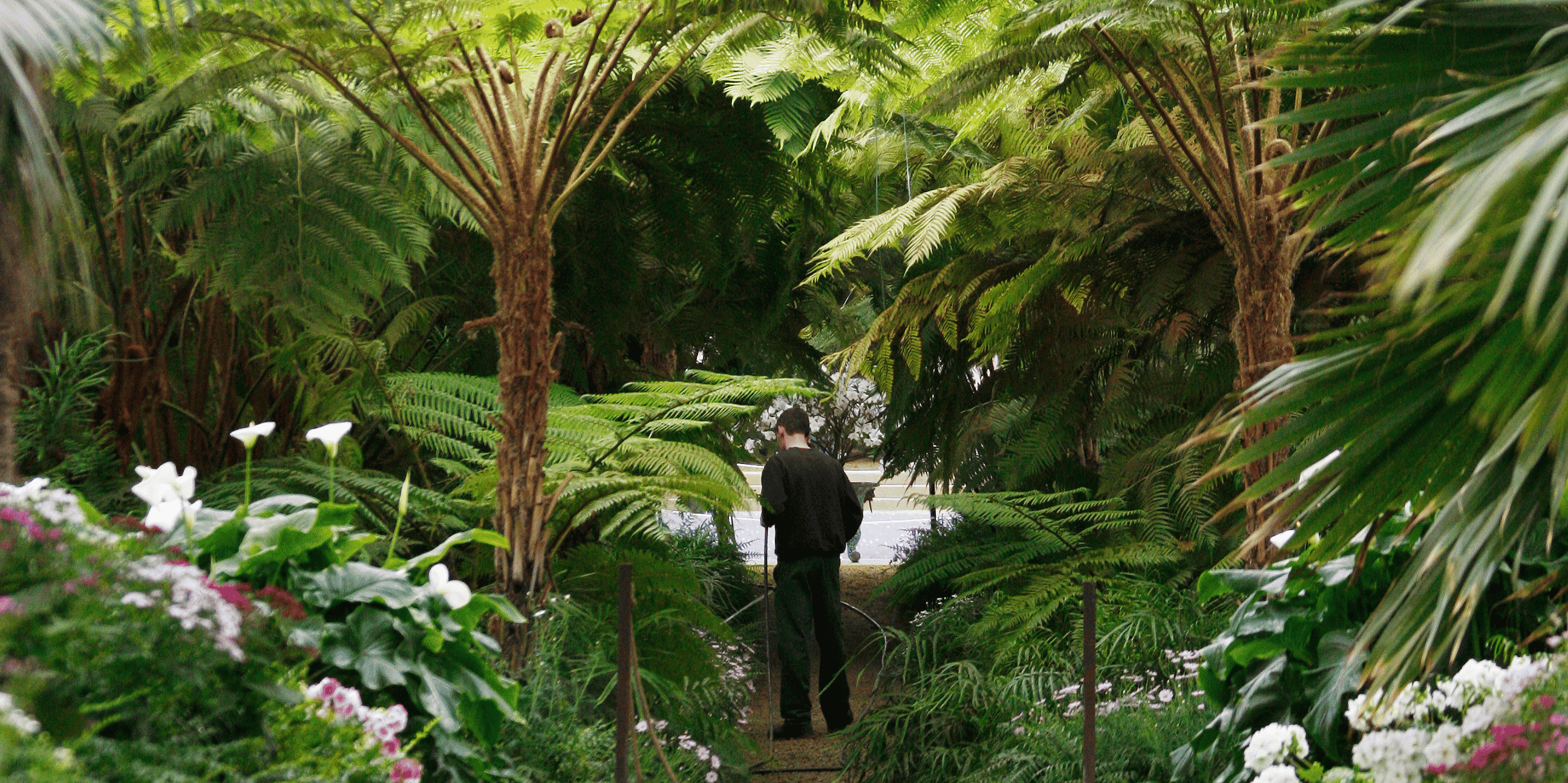 jardin, nature, plantes