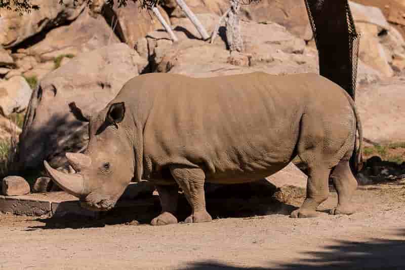 Mort d'un rhinocéros blanc en Californie, espèce presque éteinte