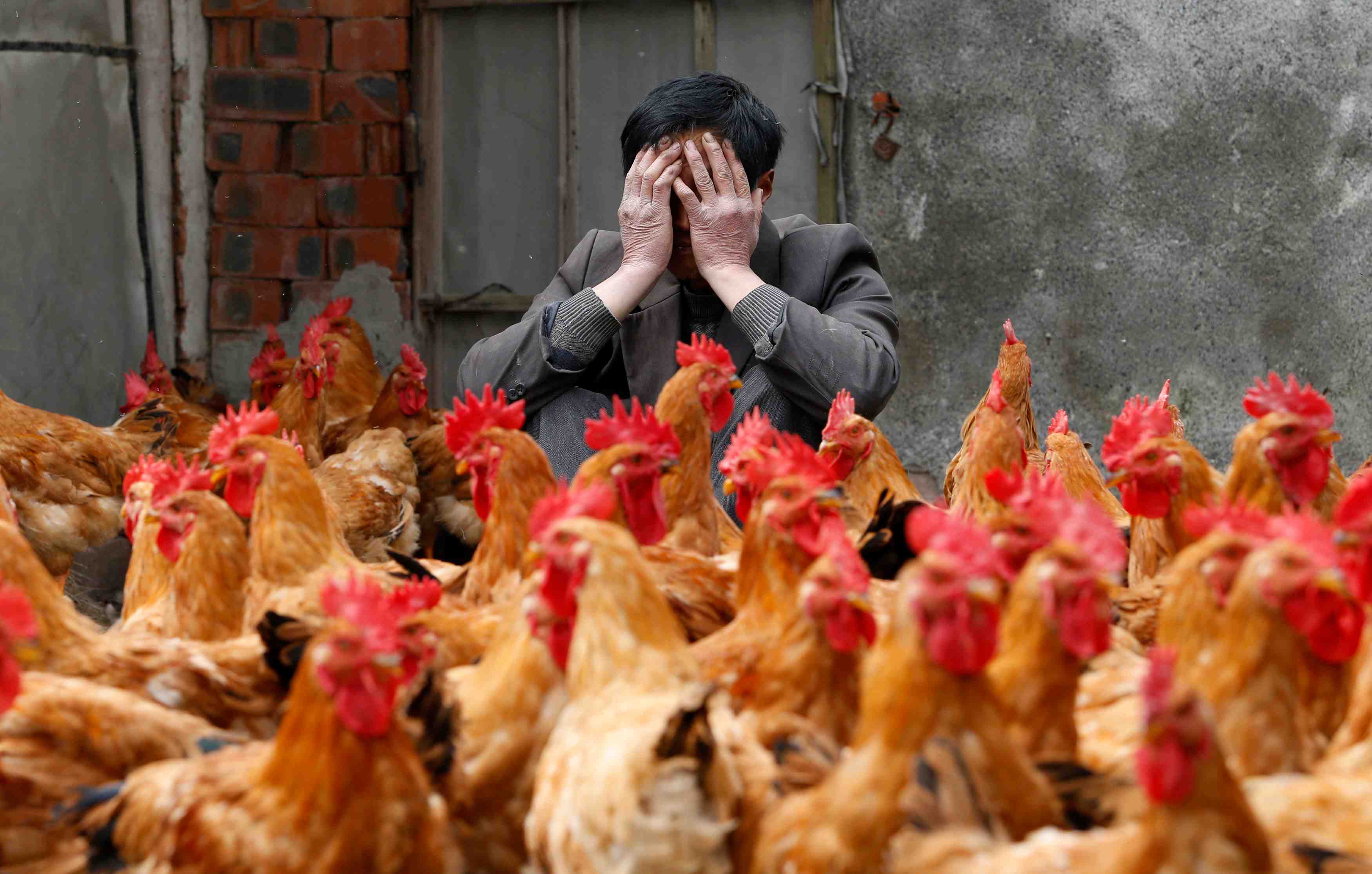 La chine fait etat d'un premier cas humain de grippe aviaire h10n3