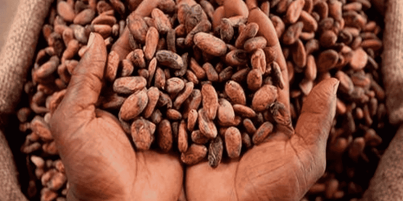 Cacao
