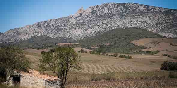 Vignes Pyrénées-Orientales / Aude