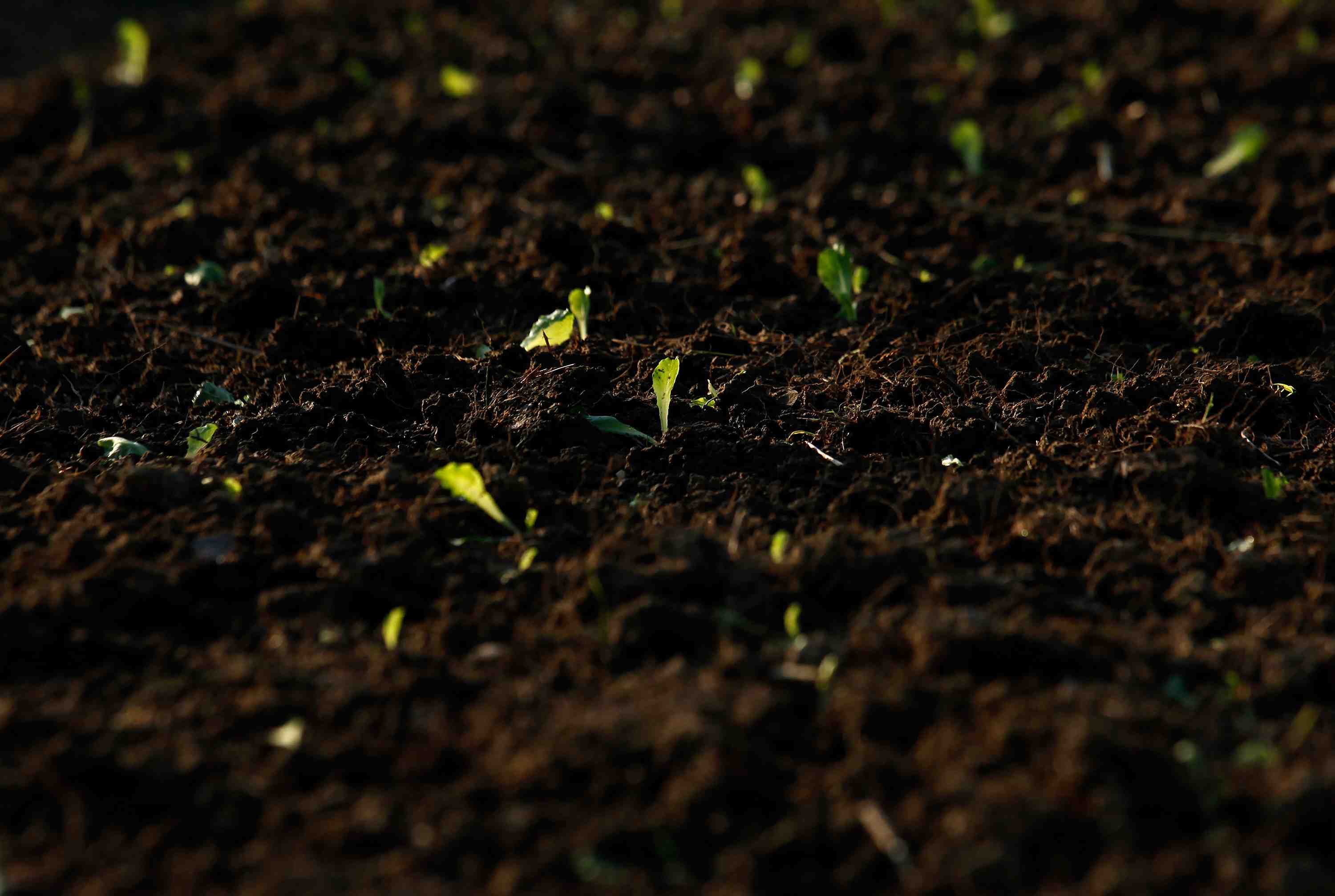 L'etat de washington legalise le compost humain