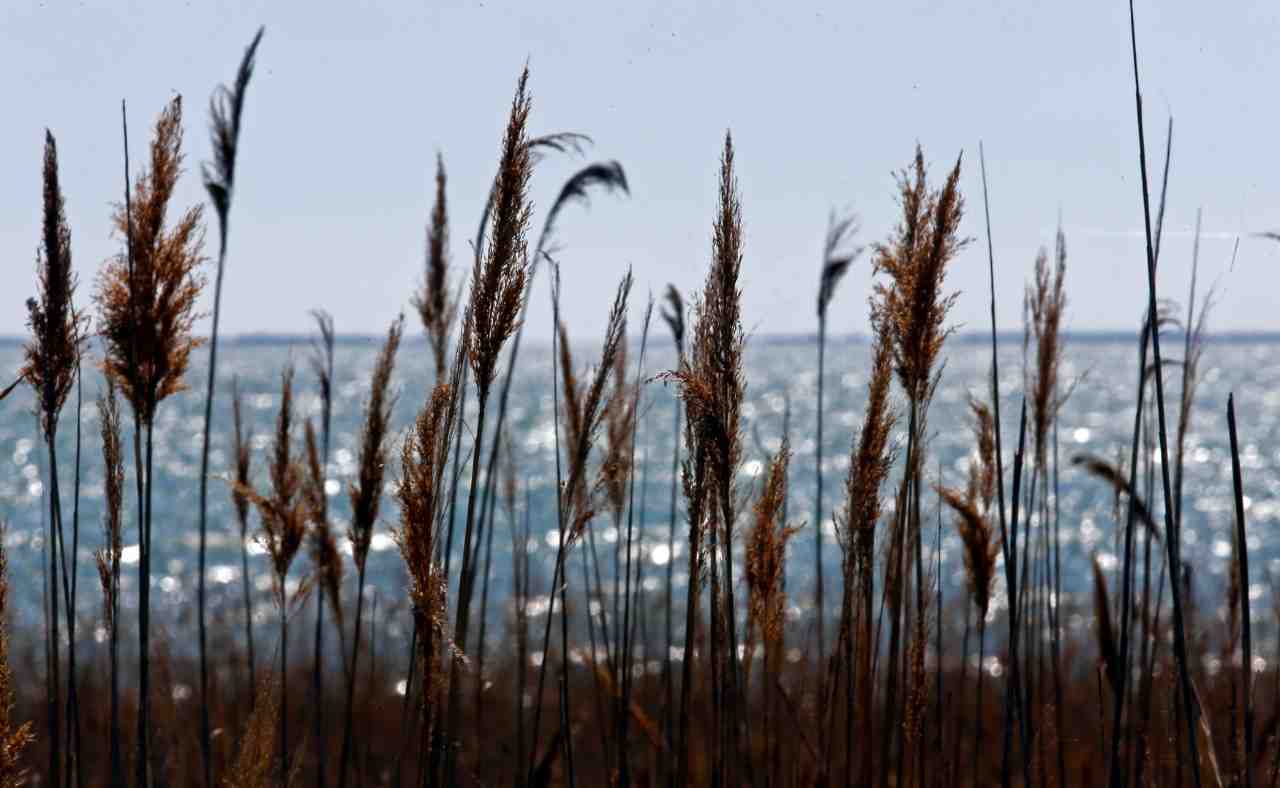 Les récoltes pourraient être affectées par l'appauvrissement des sols, les sécheresses ou les vagues de chaleur, tandis que la pêche pourrait l'être par la surexploitation et la disparition d'espèces en raison du réchauffement de la mer, souligne l'étude.